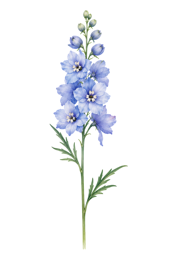 Riddarsporre