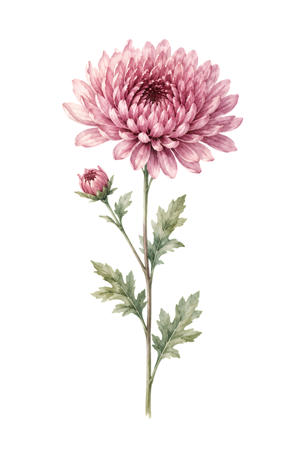 Krysantemum