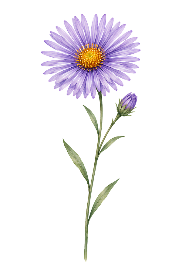 Aster